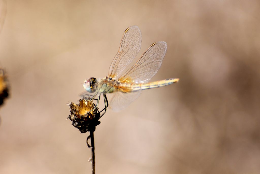 Tutti Sympetrum fonscolombei?